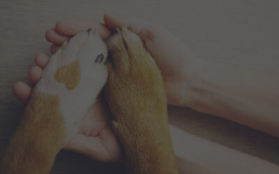 Opieka nad starszym zwierzakiem – kiedy zwierzę się starzeje i jak rozpoznać pierwsze objawy u psów i kotów?