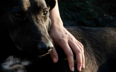 Jak rozpoznać, że nadszedł czas pożegnania ze swoim pupilem?