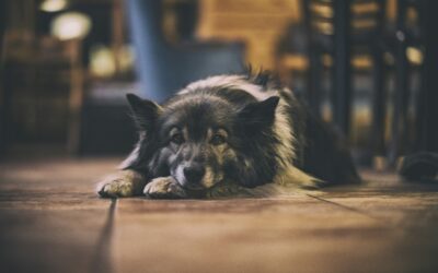 Jak wygląda proces eutanazji w domu? Jak możesz pomóc swojemu psu lub kotu zmniejszyć cierpienie?