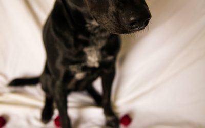 Miłość, która nie przemija – o więzi ze zwierzęciem 