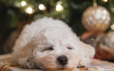 Święta, odpowiedzialność i niezwykła więź człowieka ze zwierzęciem